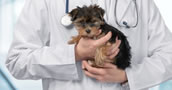 Intensificación de Enfermería Veterinaria 